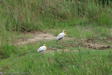 Schmalschnabellöffler (3 von 4).jpg